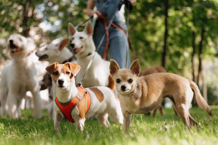 Is Pet Insurance Worth It? What to Check First